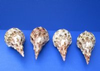 6 inches Small Pacific Triton's Trumpet Shells for Sale <font color=red> Wholesale</font> - Case of 9 @ $10.00 each