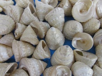 1-1/4 to 1-3/4 inches Small Pearly White Trochus Shells <font color=red> Wholesale</font> - 500 @ .18 each