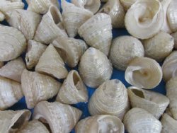 1-1/4 to 1-3/4 inches Small Pearly White Trochus Shells <font color=red> Wholesale</font> - 500 @ .18 each