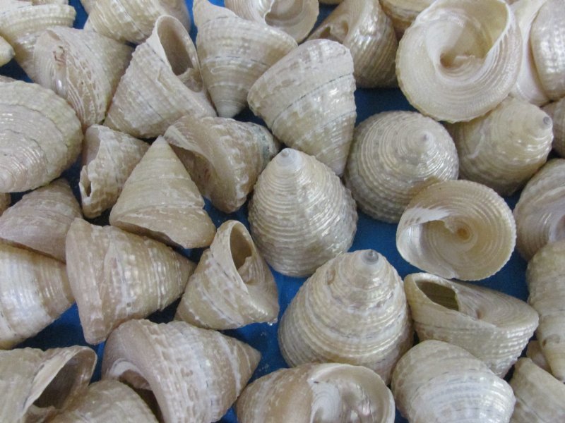 11/4 to 13/4 inches Small Cone Shaped Pearl Trochus Shells in Bulk