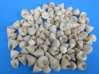 1-1/4 to 1-3/4 inches Small Pearl Trochus Shells - 100 @ .29 each