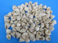 1-1/4 to 1-3/4 inches Small Pearly White Trochus Shells <font color=red> Wholesale</font> - 500 @ .18 each