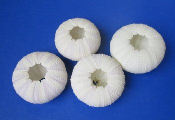 Purple Sea Urchin Shells <font color=red> Wholesale</font> 1-1/2 to 2-1/8 inches  - Case of 300 @ .40 each