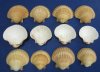 3 to 3-1/2 inches San Diego Scallop Shells -  20 @ $1.09 each, 