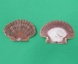 Flat San Diego Scallop Shells <font color=red> Wholesale</font> 2-1/2 to 3-1/4 inches  - 18 kilos @ $5.40 kilo