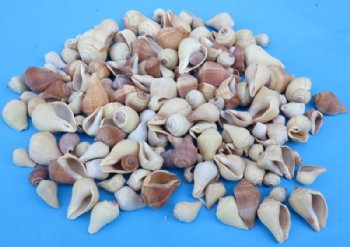 3/4 to 2 inches Small Pear Melongena Shells in Buk, Volema Paradisiaca - Case: 15 kilos @ $3.90 a kilo