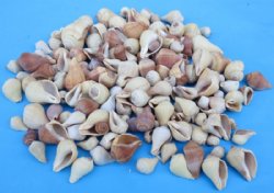 3/4 to 2 inches Small Pear Melongena Shells in Buk, Volema Paradisiaca - Case: 15 kilos @ $3.90 a kilo