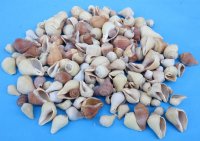 3/4 to 2 inches Assorted Pyrula Shells - $5.00 a kilo; 3 kilos @ $4.25 a kilo