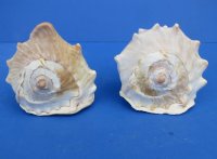 5 to 5-3/4 inches Queen Helmet Shell for Sale, Cassis Madagascariensis, - Pack of 1 @ $8.80 each; Pack of 4 @ $7.00 each 