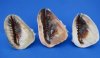 6 to 6-3/4 inches Queen Helmet Seashell for Sale, Cassis madagascariensis, With Natural Imperfections - You will receive one that looks <font color=red> Similar </font> to those pictured for $9.99 each