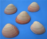 3 to 5 inches Queen Pink Clam Shells for Sale - 10 @ $1.36 each;