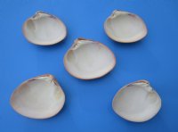 3 to 5 inches Queen Pink Clam Shells  <font color=red> Wholesale</font>- Case of 120 @ .75 each