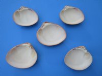 3 to 5 inches Queen Pink Clam Shells for Sale - 10 @ $1.36 each;