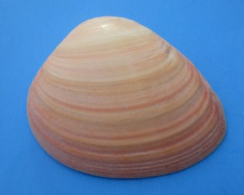 3 to 5 inches Queen Pink Clam Shells for Sale - 10 @ $1.36 each;