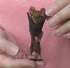 3-1/2 inches Preserved, Mummified Acuminate Horseshoe Bat for Sale, Rhinolophus Acuminatus - Pack of 1 @<font color=red>$22.99 each</font> Plus $5.50 FirstClass Mail