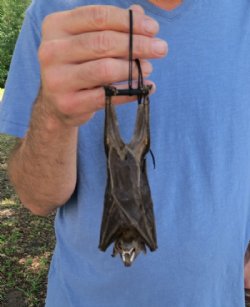 Mummified Fruit Bat...