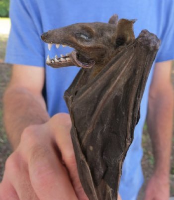 Mummified Fruit Bats <font color=red> Wholesale</font> with wings folded (Rousettus Leschenaultii) - 2 @ $50 each; 4 @ $45 each