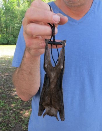 Mummified Fruit Bats <font color=red> Wholesale</font> with wings folded (Rousettus Leschenaultii) - 2 @ $50 each; 4 @ $45 each