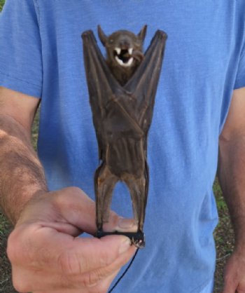 Mummified Fruit Bats <font color=red> Wholesale</font> with wings folded (Rousettus Leschenaultii) - 2 @ $50 each; 4 @ $45 each