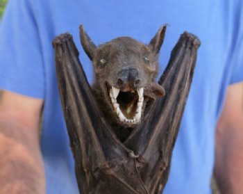 Mummified Fruit Bats <font color=red> Wholesale</font> with wings folded (Rousettus Leschenaultii) - 2 @ $50 each; 4 @ $45 each