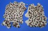 <font color=red> Wholesale</font> Leopard Print Rabbit's Fur, Pelts, Skins for Sale in Bulk 15 to 17 inches long - Case of 8 @ $12.00 each
