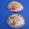 6 to 6-3/4 inches Large Polished Red Abalone Shells for Sale, Haliotis Rufescens - Pack of 1 @<font color=red> $25.99</font> Plus $6.25 1st Class Mail