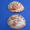 6 to 6-3/4 inches <font color=red>Wholesale </font> Large Polished Red Abalone Shell for Sale, Haliotis rufuscens,- Pack of 6 @ $15.75 each