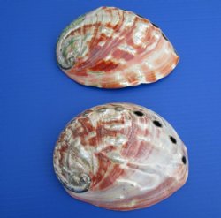 6 to 6-3/4 inches Large Polished Red Abalone Shells <font color=red>Wholesale </font> - 6 @ $15.75 each