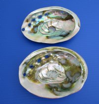 6 to 6-3/4 inches Large Polished Red Abalone Shells <font color=red>Wholesale </font> - 6 @ $15.75 each