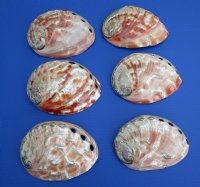 6 to 6-3/4 inches Large Polished Red Abalone Shell, Haliotis Rufescens <font color=red> $25.99</font> Plus $ 8.00 Postage