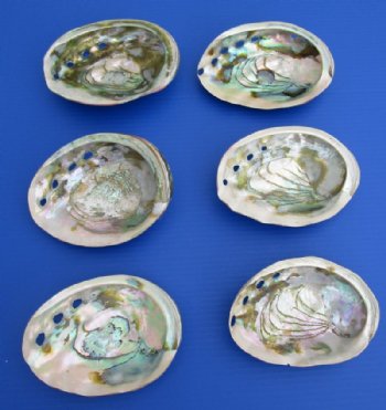 Large Polished Red Abalone Shell 6 to 6-3/4 inches - $25.99 each