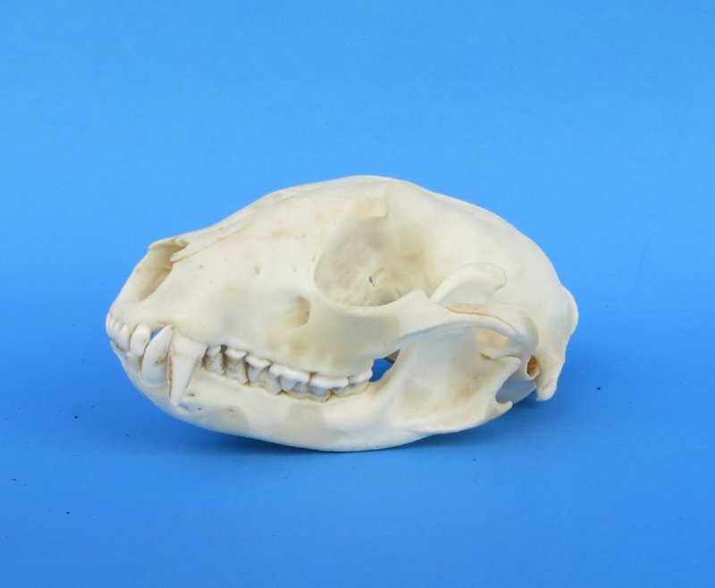 Wholesale Real Raccoon skulls