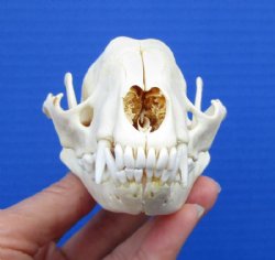 Raccoon Skull, Racoon Skulls