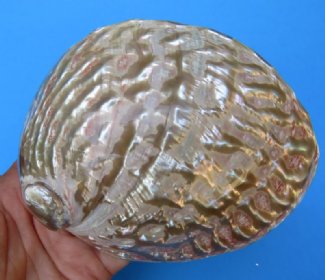 Pink, Rainbow Abalone