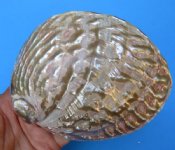 Pink and Ruff Back Abalone Hand Selected Pricing 