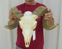 Sheep Skulls, Ram Skull