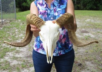 Ram Skull, Sheep Skull