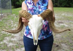 Ram Skull, Sheep Skull