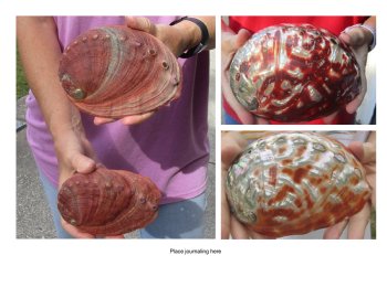 Red Abalone Shells
