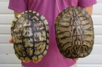 Red Eared Slider Turtle Shells