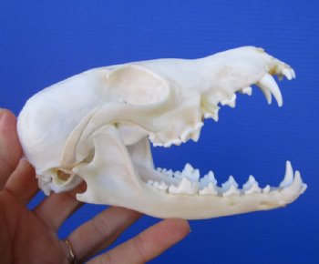 Fox Skull, Fox Skulls