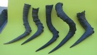 Authentic African Red Hartebeest Single Horns for Sale -  2 @ $14.40 each