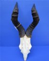 Male Red Hartebeest Skull Plate with 21 to 23 inches Horns <font color=red> Wholesale</font> - 2 @ $55.00 each