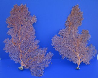 Dried Sea Fan Coral