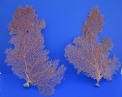 Dried Sea Fan Coral