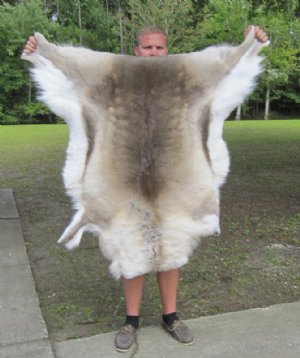 Reindeer Hides and Skins