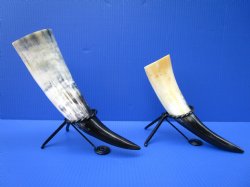 12 to 15 inches Polished Buffalo Drinking Horn with Black Metal Stand  - $15.99 each