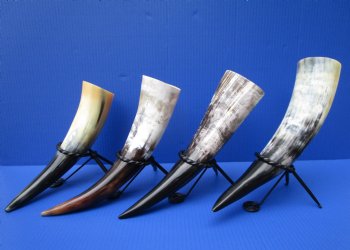 Polished Drinking Horns with Black Metal Display Stands <font color=red> Wholesale</font> (12"-18")- 12 @ $8 each