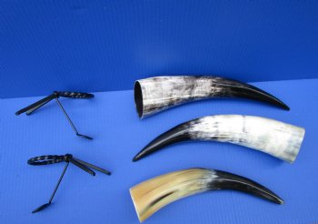 Polished Drinking Horns with Black Metal Display Stands <font color=red> Wholesale</font> (12"-18")- 12 @ $8 each