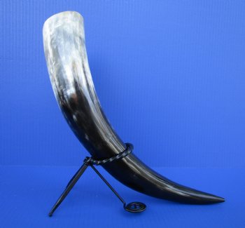 15 to 18 inches Polished Drinking Horns <font color=red> Wholesale</font> with Black Metal Stands -  10 @ $9.90 each